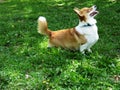 A corgi dog is standing in the grass looking up. Funny dog Ã¢â¬â¹Ã¢â¬â¹corgi breed for a walk Royalty Free Stock Photo